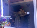 Reviews about escort with phone number 7734912976