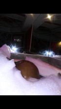 Reviews about escort with phone number 2159541862