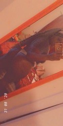 Reviews about escort with phone number 2148640992